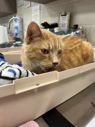 View Found Cat Photo #1