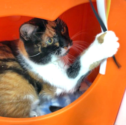 View Juliet (in Foster) the Cat Photo #2