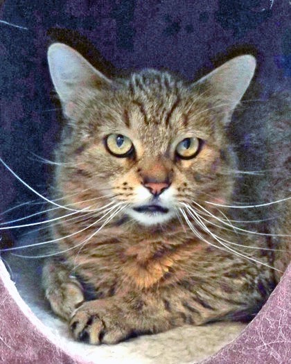 View Cara the Cat Photo #2