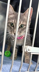 View Kitty the Cat Photo #2