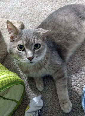 Biggi Small (in foster)