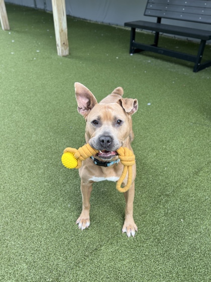 View Snowflake the Dog Photo #2