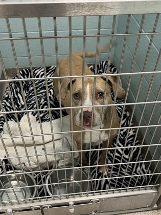 View Calliope the Dog Photo #1