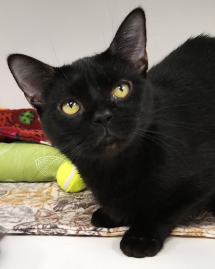 Bagheera