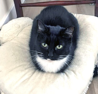 View Bibeau (In Foster) the Cat Photo #2