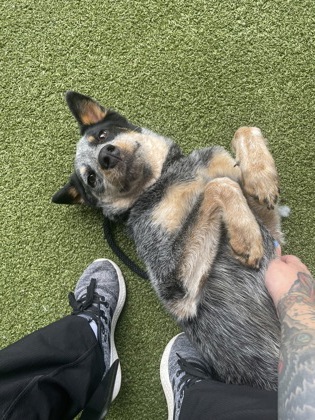 View Miley the Dog Photo #2