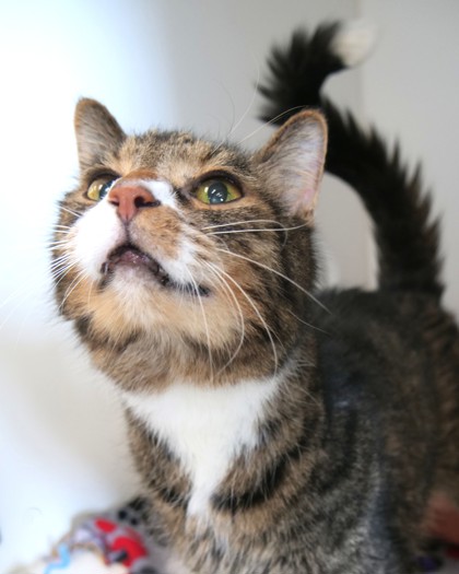 View Jasper (in Foster) the Cat Photo #1