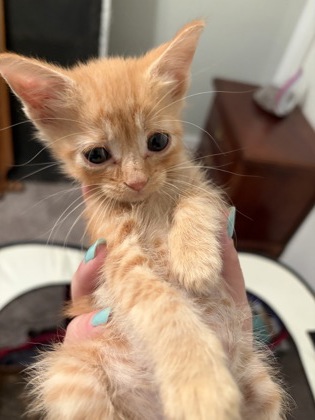 Oscar