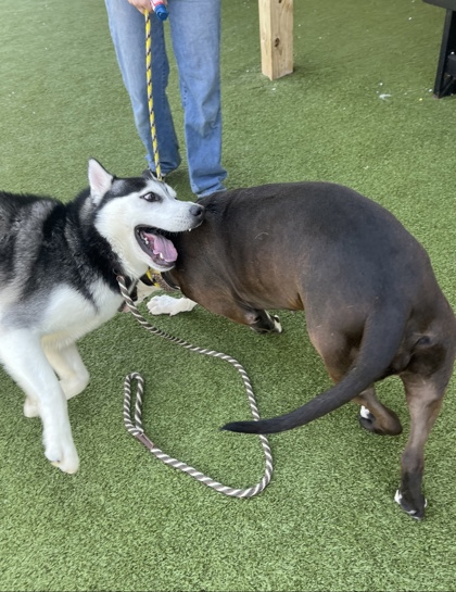 View Loki Poki the Dog Photo #1