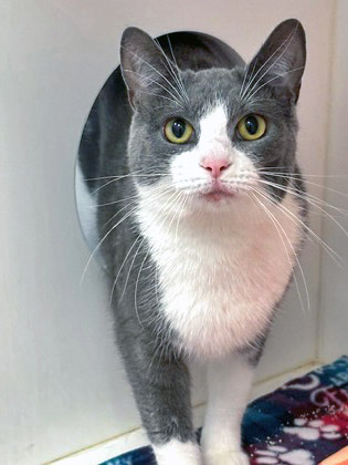 View Boulder City (at PetSmart) the Cat Photo #2