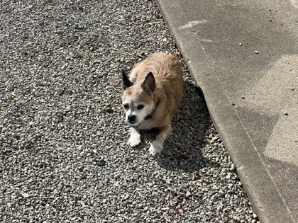 View Lost Dog Photo #1