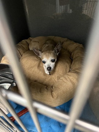 View Bella Mae the Dog Photo #2