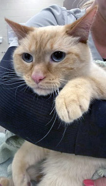 View Kilowa (Bonded To Bronzie) the Cat Photo #1