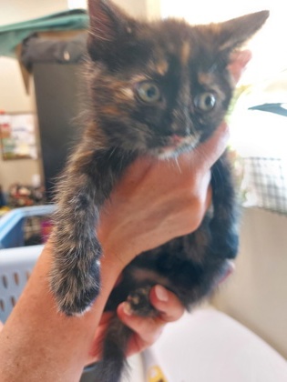 Learn More About Portia Photo of Portia