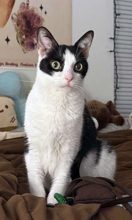 View Molly (in Foster) the Cat Photo #1