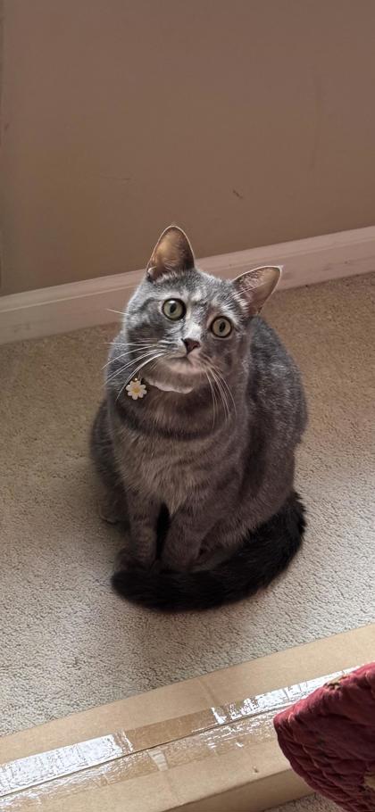 Have You Seen Pepper? Cat