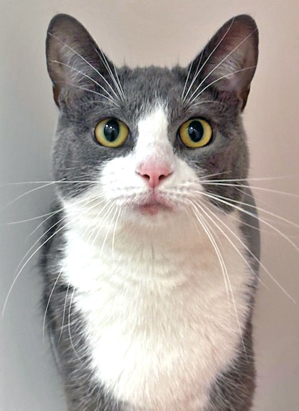 View Boulder City (at PetSmart) the Cat Photo #1