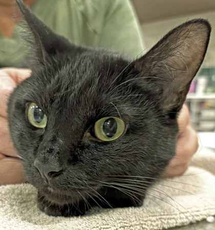 Learn More About Lily (at Smitten Kitten) Photo of Lily (at Smitten Kitten)