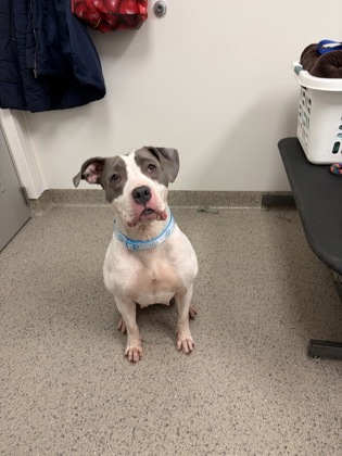 View Emma the Dog Photo #2