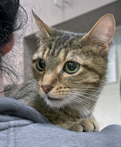 Learn More About Mitten