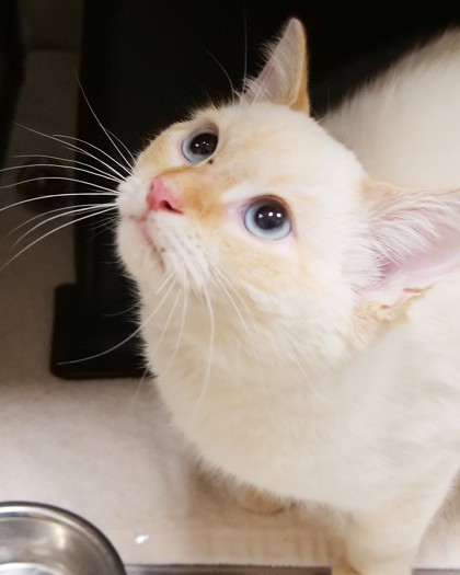 Help Rehome This Cat Cat
