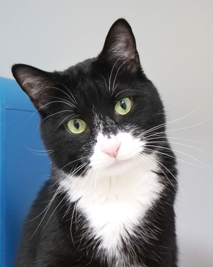 View Vlad (bonded With Edwin) the Cat Photo #1