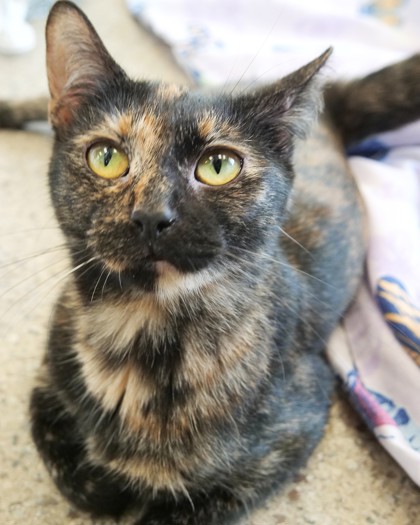 Luna Jean (Bonded to Daisy Jones)