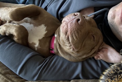View Frosted Flakes (in Foster) the Dog Photo #2