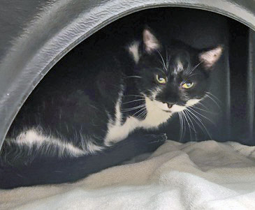 Learn More About Marshmellow