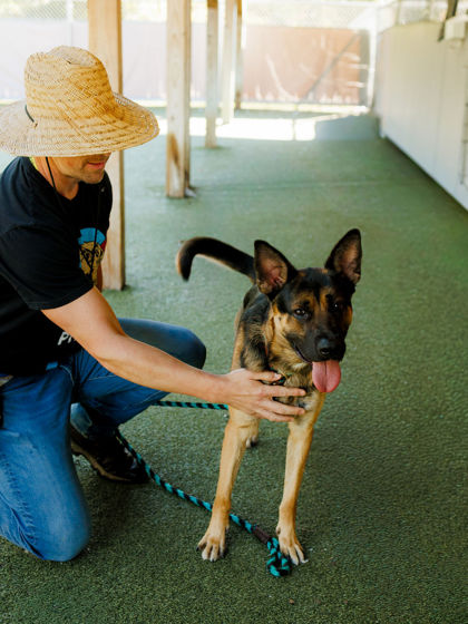 View Morrie the Dog Photo #3
