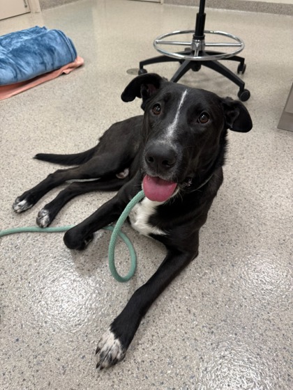 View Bugsy the Dog Photo #1