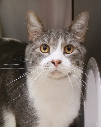 Learn More About Bandit