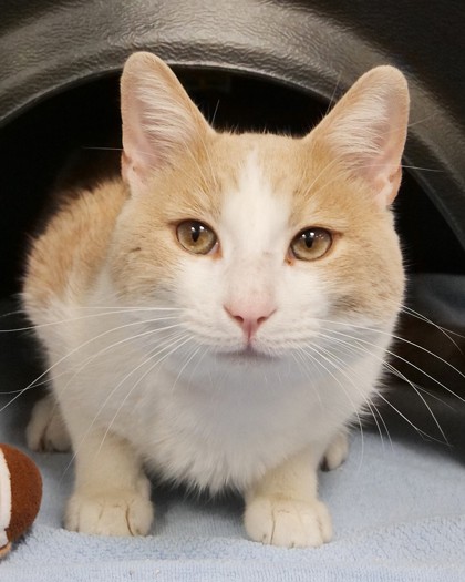 Learn More About Felix Photo of Felix