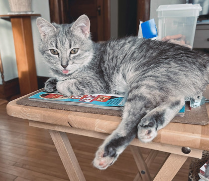 View Baby (in Foster) the Cat Photo #1