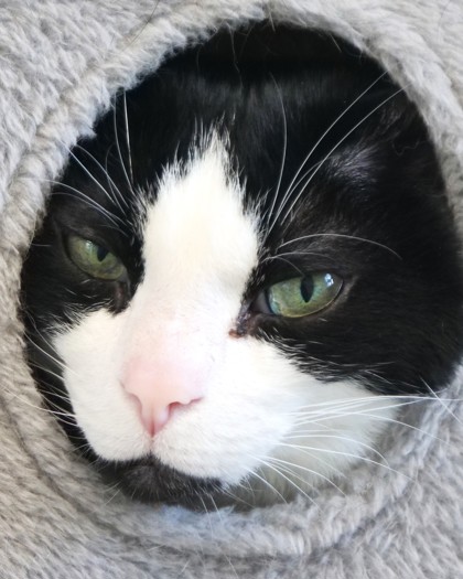 Photo of Charlie Horse (bonded to Thor)