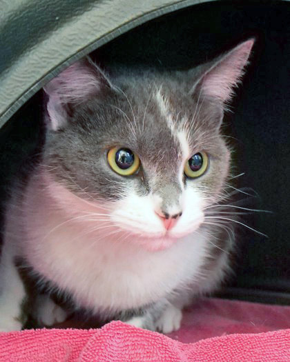 View Prada (at Smitten Kitten) the Cat Photo #1