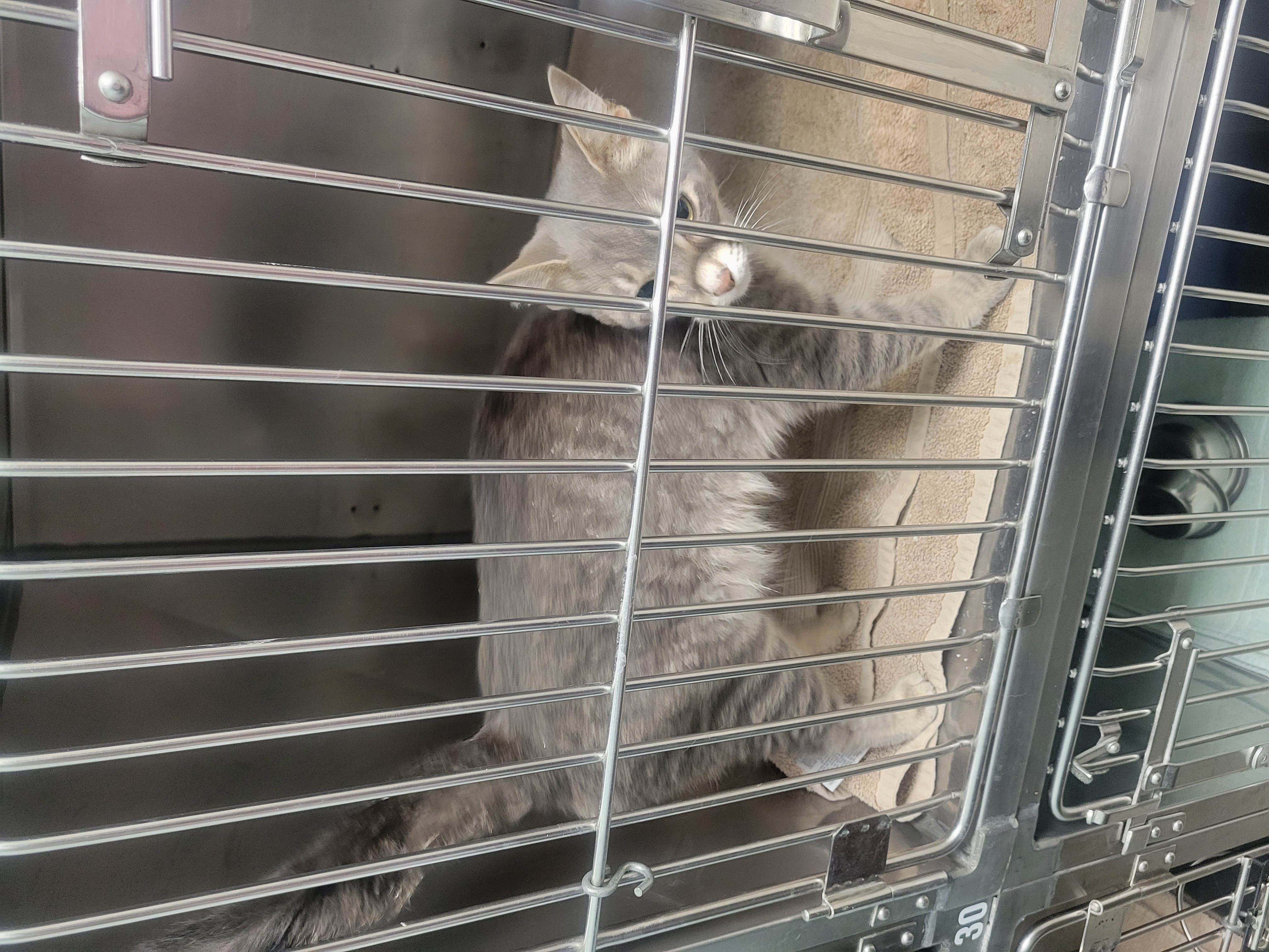 Help Rehome This Cat Cat
