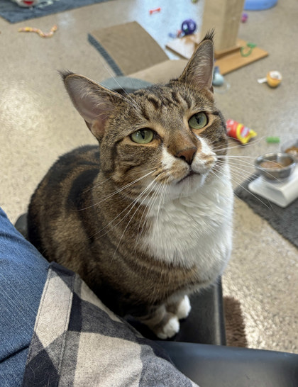 View Peace the Cat Photo #2