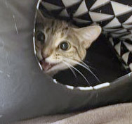 View Judie (in Foster) the Cat Photo #2