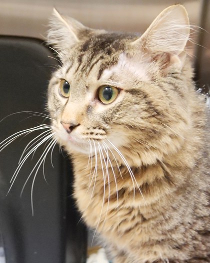 Help Rehome This Cat Cat