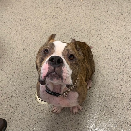 Photo of Pumba
