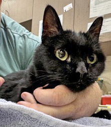 JELLY BEAN - Domestic Shorthair / Mix available for adoption