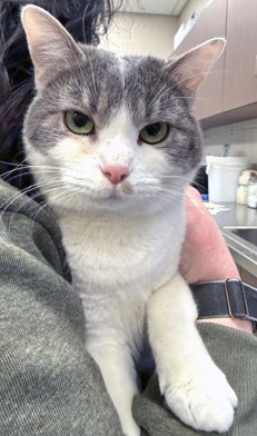 View Fiona (at PetSmart) the Cat Photo #2