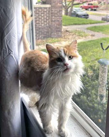 View Sassy Sue the Cat Photo #2