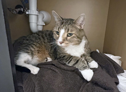 View Sir Apollo the Cat Photo #1