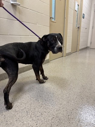 View Tamara the Dog Photo #2