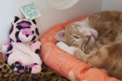 View Pickles the Cat Photo #2