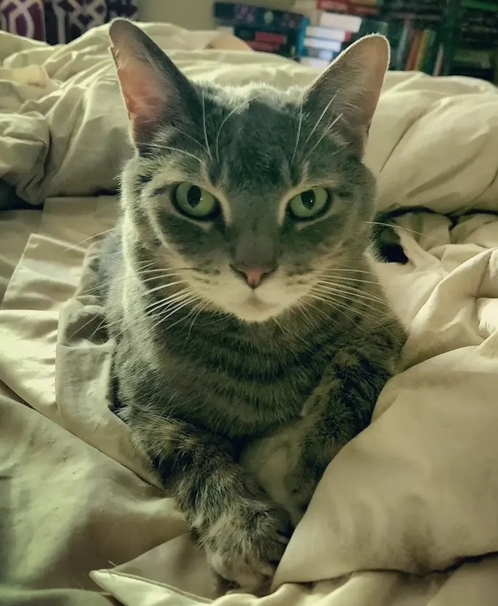Have You Seen Mr. Meowgi? Cat