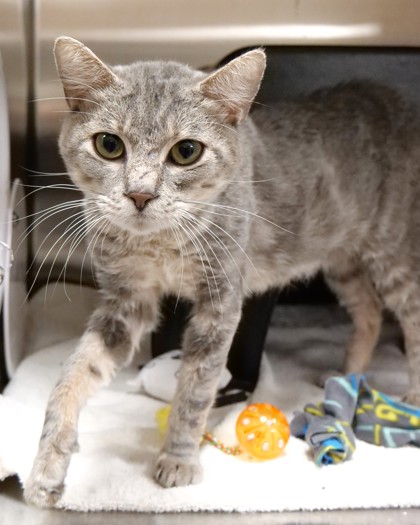 View Lance the Cat Photo #2