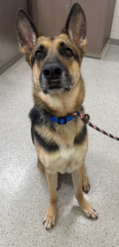 Photo of Koda